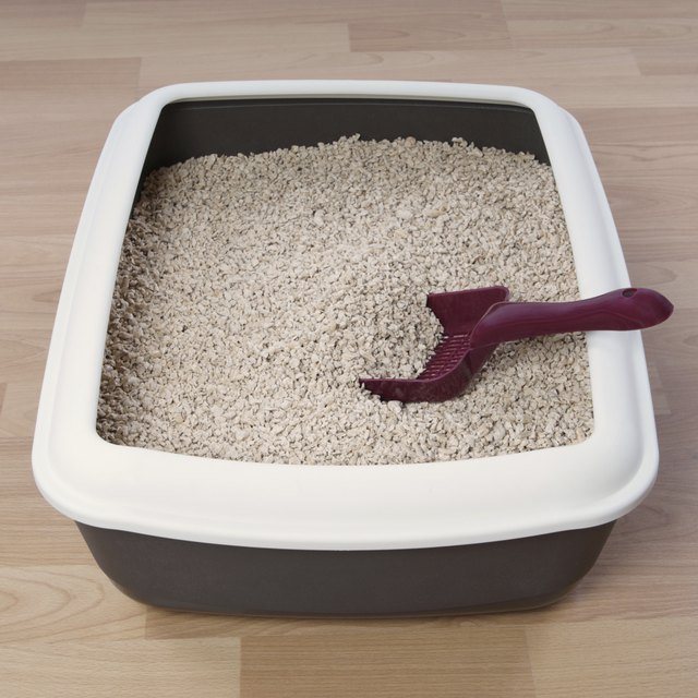 cat litter box