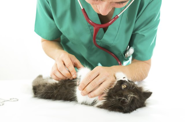 Veterinary with kitten