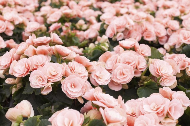 Pink begonia