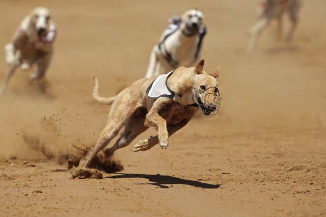 How Fast Can a Greyhound Run? | Cuteness