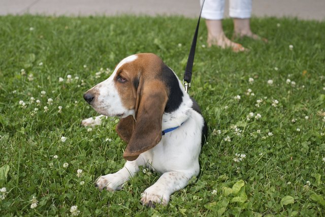 Cute Basset Hound Puppy on Leash