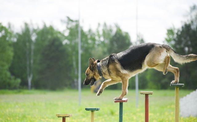German Shepherd training