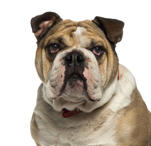 How to Clean your English Bulldog's Face Wrinkles Cuteness