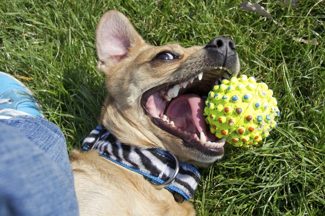 Playing little dog