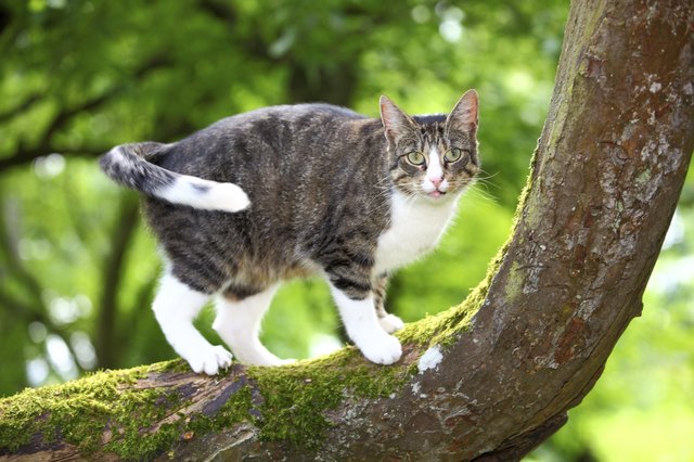 Hunting cat on a tree