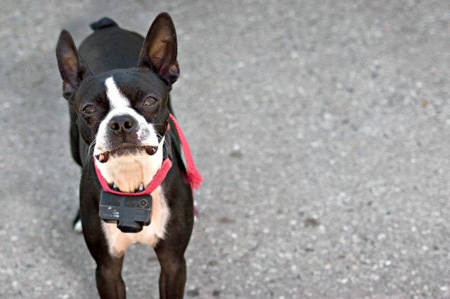 Boston Terrier