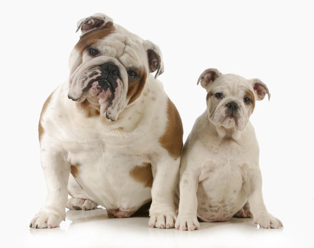 father and daughter dog