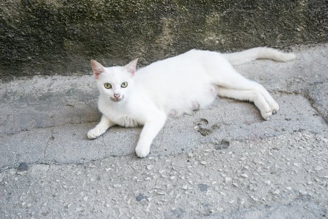 beautiful white cat