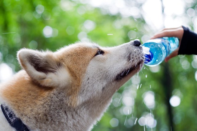 Dog on hiking trip drinking water