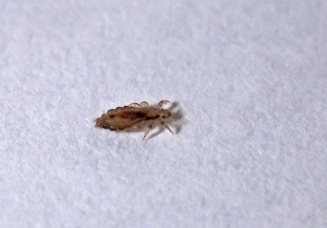 Head louse
