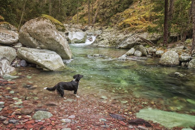 Border Collie dog paddles in the Tartagine river in Corsica