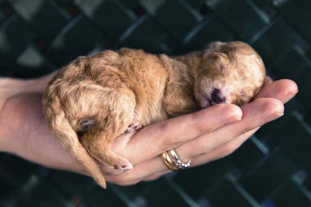 sweet dreams in your hand