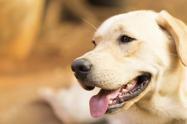 Labrador retriever