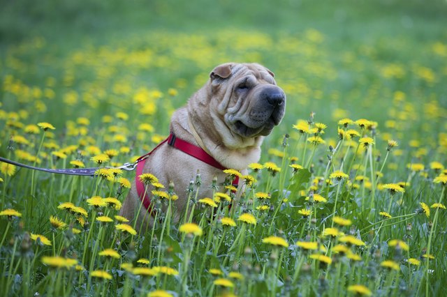 Sharpei dog with yellow flowers