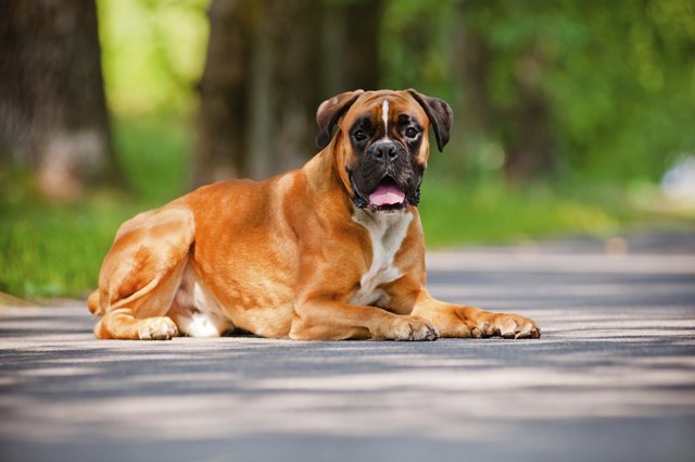 german boxer dog outdoors