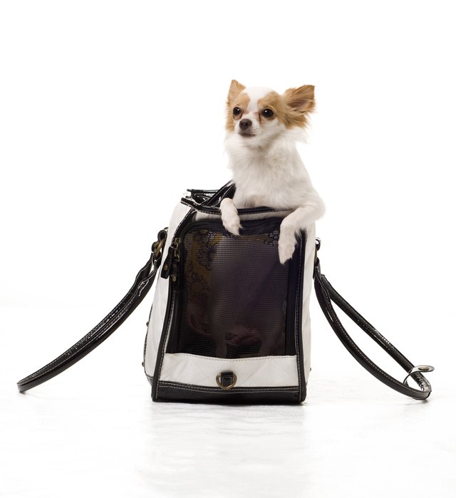Chihuahua peeking out of travel bag