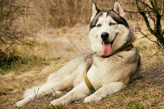 Siberian husky dog outdoors