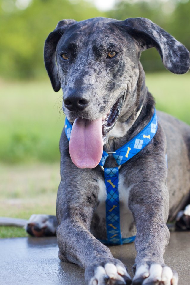 How to Put a Harness on a Dog | Cuteness