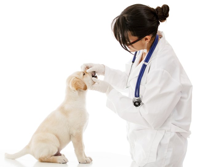 Vet checking a puppy dog