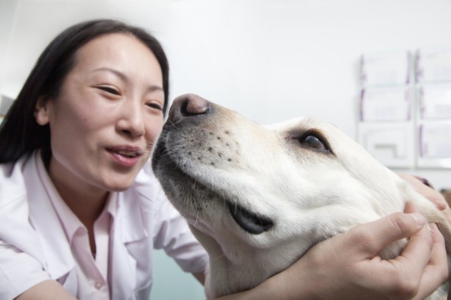 Dog in veterinarian's office