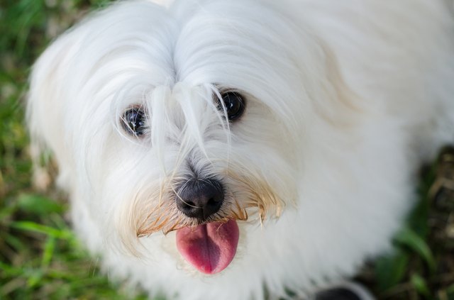 What Are the Differences Between Maltese and Havanese Dogs? | Cuteness