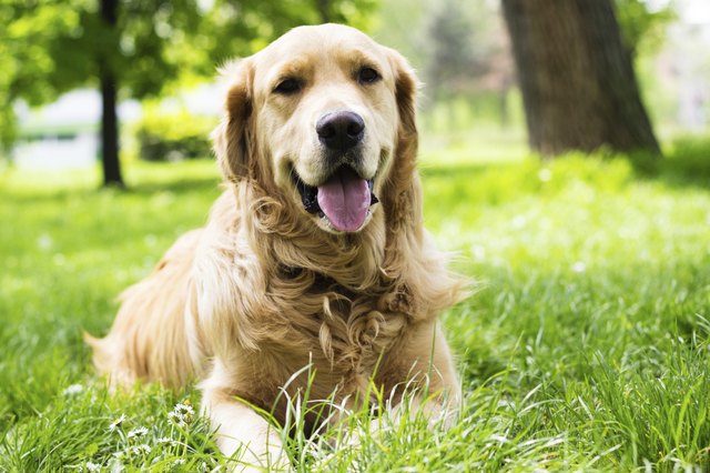 Portrait of beautiful Golden Retriever