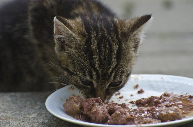 Hauskatze