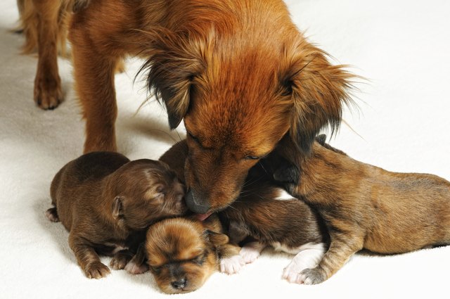 blind puppies