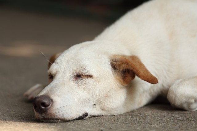 Sleeping Dog
