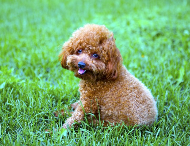 Red poodle dog