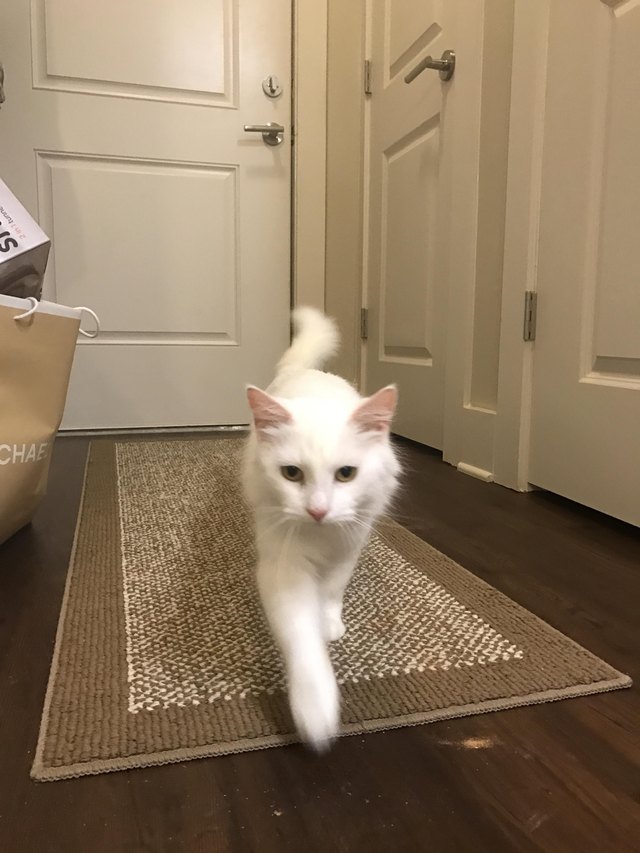 An Excited Cat Reviews The Best Hallways Of 2017 To Run Up & Down At 2 A.M.  Cuteness