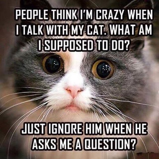 14 Memes That Are SO True For Cat People | Cuteness