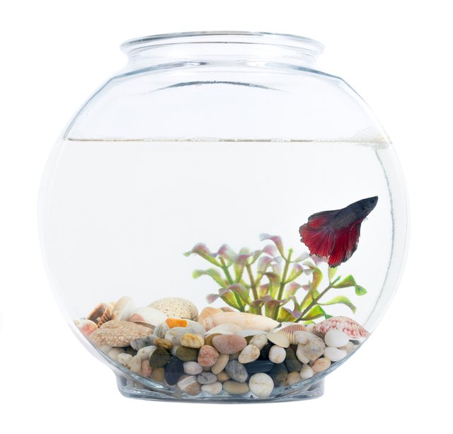 fish bowl without air pump