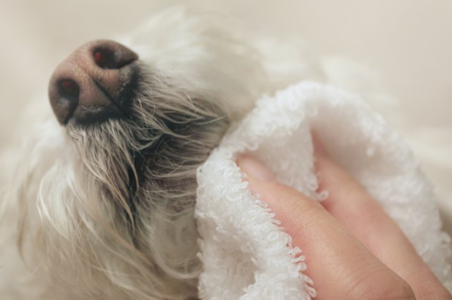 how-to-remove-brown-stains-around-dog-s-mouth-cuteness