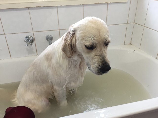 23 Dogs Who Definitely Do Not Want To Take A Bath | Cuteness