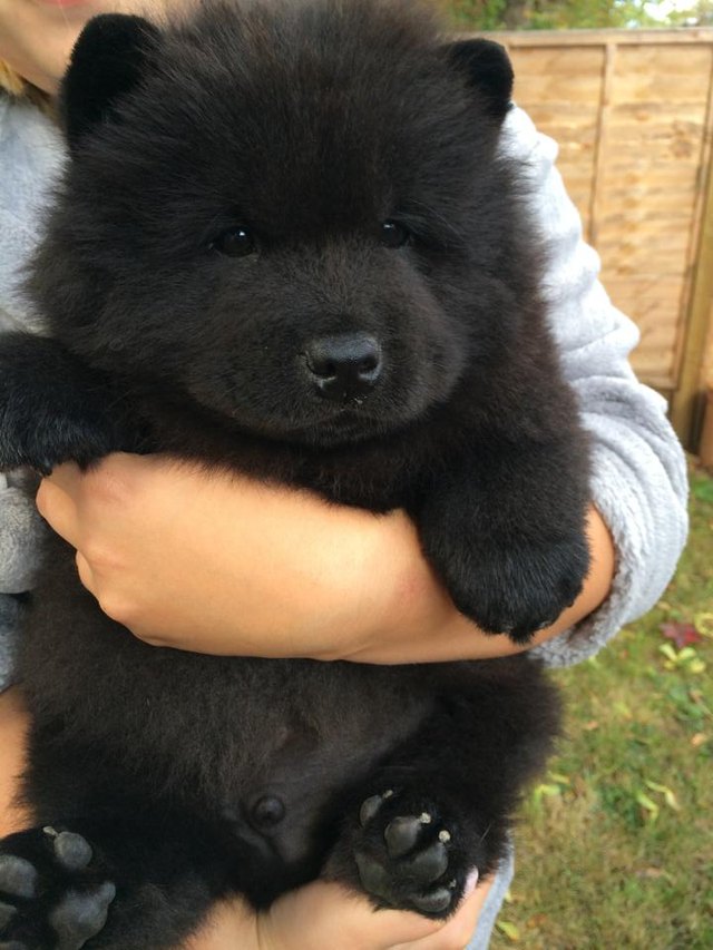 23 Dogs Who Might Be Bears In Disguise Cuteness