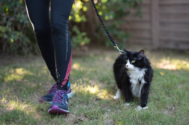 Why You Should Walk Your Cat | Cuteness