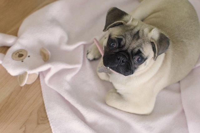 What Are the Treatments for a Cut on a Dog's Paw Pad? | Cuteness