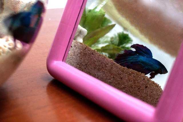 how-to-entertain-your-betta-fish-cuteness