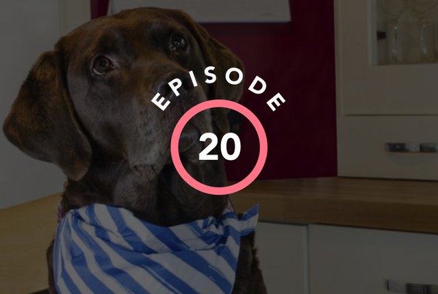 episode-20-do-dogs-really-eat-homework-cuteness