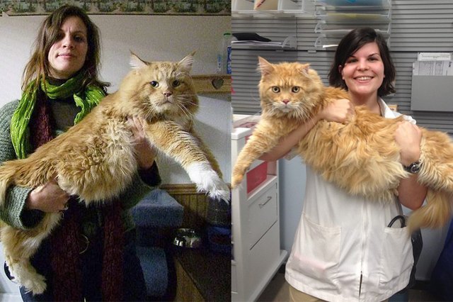 27 Ridiculously Big House Cats | Cuteness