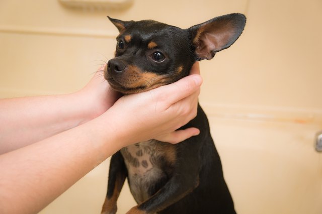 How to Minimize Dog Shedding | Cuteness