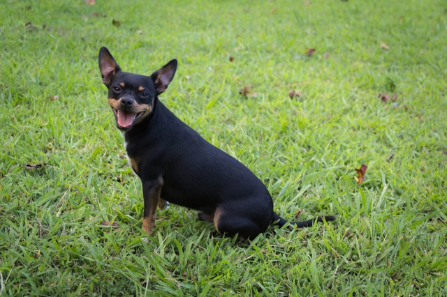 How to Minimize Dog Shedding | Cuteness