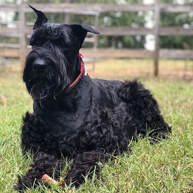 Giant Schnauzer Dog Breed Facts & Information | Cuteness