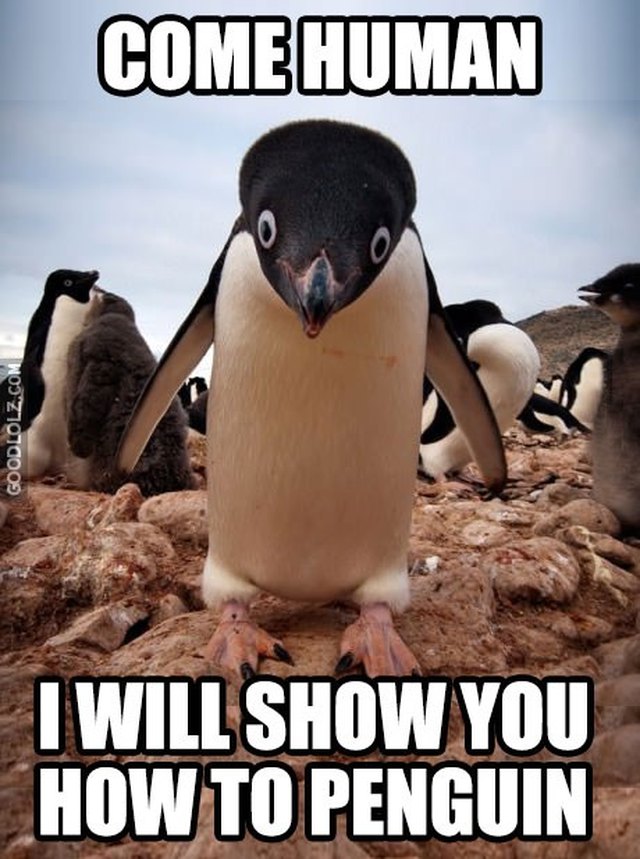 24 Memes That Prove Penguins Are The Funniest Animals On ...