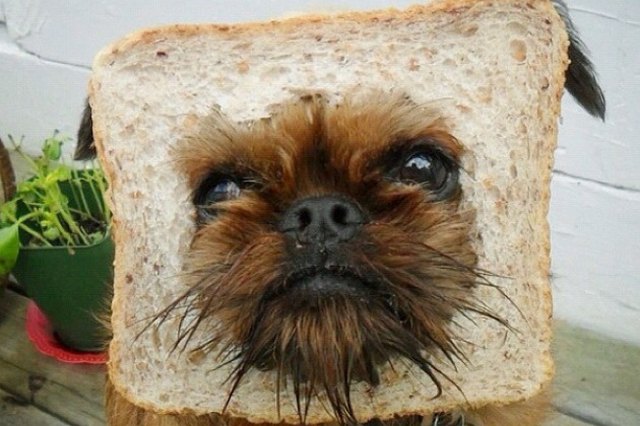 is-flour-bad-for-dogs-cuteness