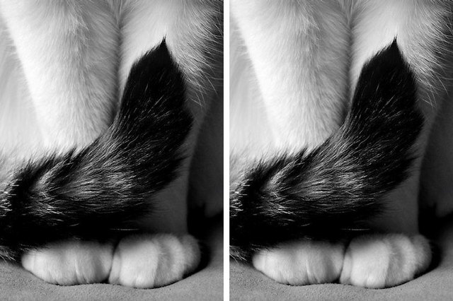 All Cats Communicate With These 6 Tail Movements, Here's What They Mean