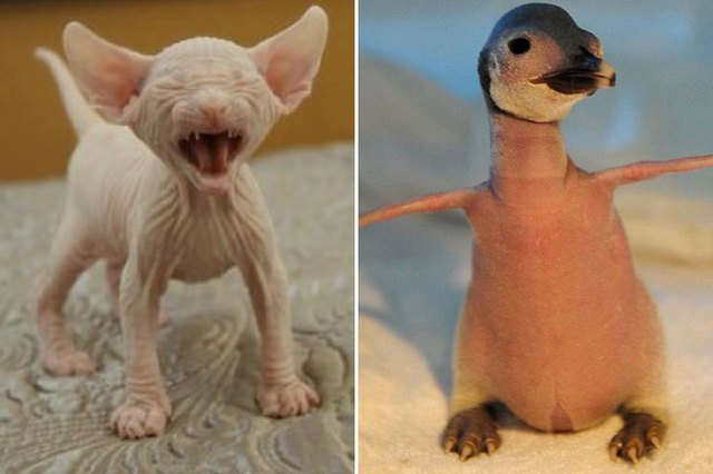 11 Photos Of Naked Creatures That Will Change The Way You Look At Animals  Forever | Cuteness
