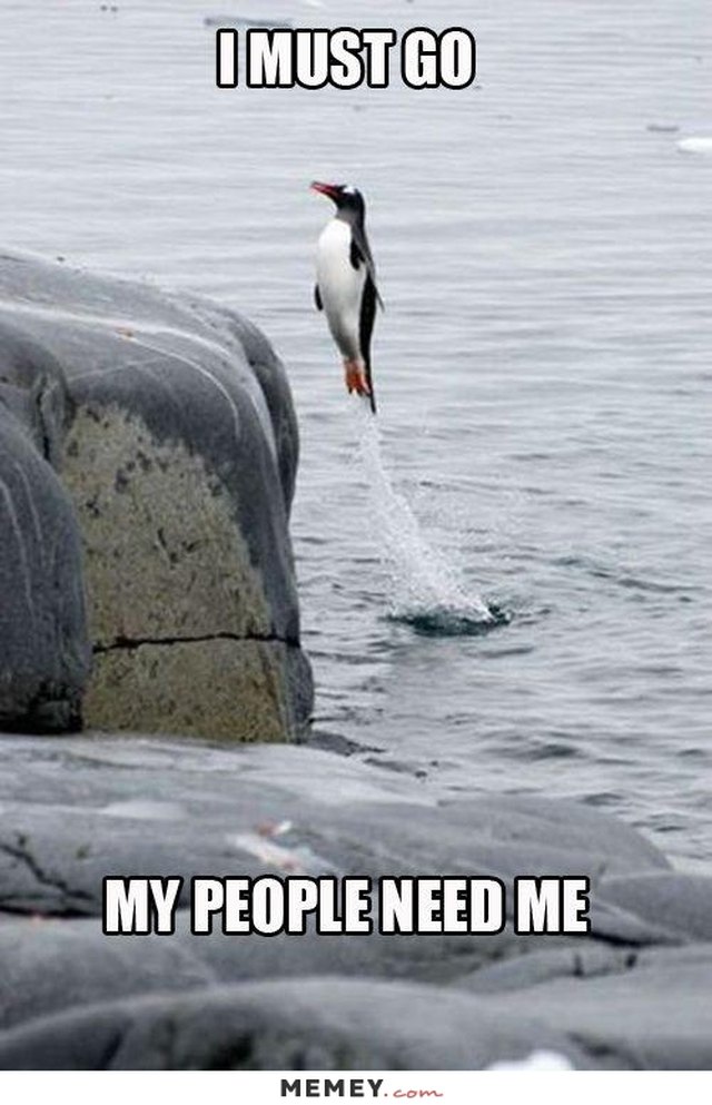 24 Memes That Prove Penguins Are The Funniest Animals On Earth | Cuteness