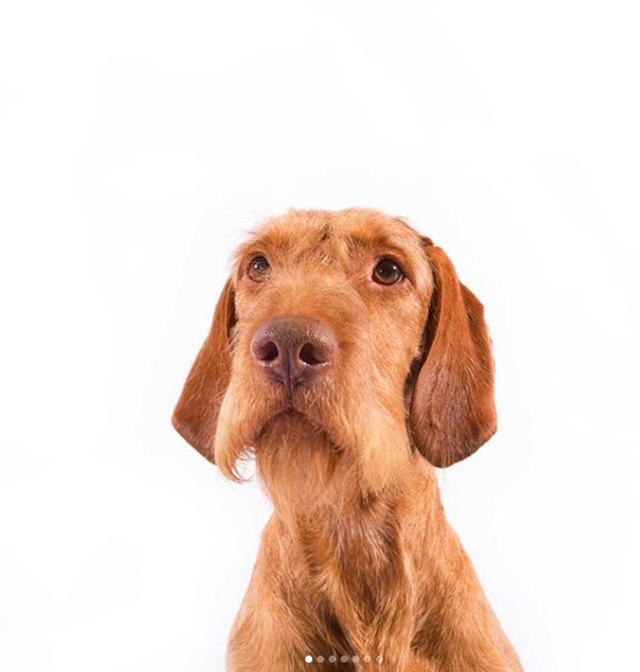 wirehaired vizsla dog breed facts & information cuteness